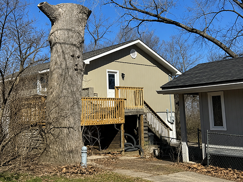 House with large tree stump nearby.